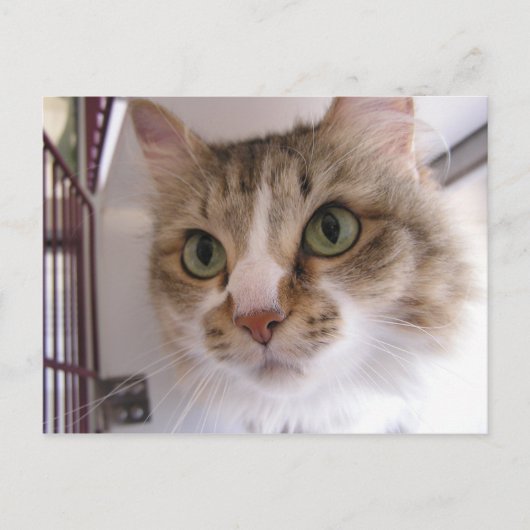 Sandy Ankündigungspostkarte (Vorderseite)