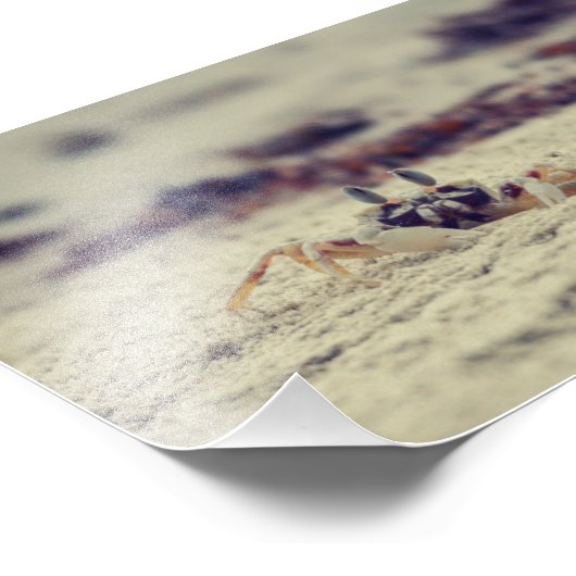 Sandy Crabs Fotodruck (Ecke)