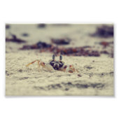 Sandy Crabs Fotodruck (Vorne)