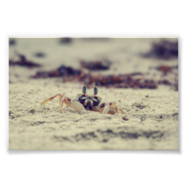 Sandy Crabs Fotodruck