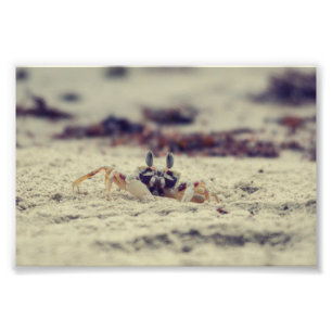 Sandy Crabs Fotodruck