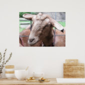 Sandy die Ziege am Tor Poster (Küche)