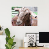 Sandy die Ziege am Tor Poster (Heimbüro)
