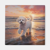 Sandy Paws Bichon Frise Dog on Beach Sunset Magnet (Vorne)