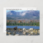 Sandy Stream Pond Postcard Postkarte (Vorne/Hinten)