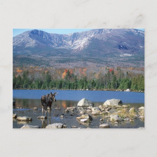 Sandy Stream Pond Postcard Postkarte (Vorderseite)
