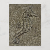 Sandy Textured Seepferd Fotograf Postkarte (Vorderseite)