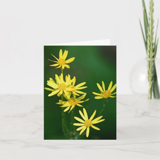 Sanft gelbe Wildblumen Fotografie (Vorderseite)