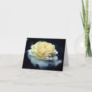 Sanfte gelbe Rosenblüten-Fotografie