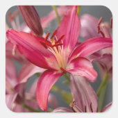 Sanfte rosa Lilie Quadratischer Aufkleber (Vorderseite)