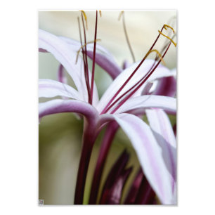 Sanfte rosa Lilienblüten Botanische Foto Kunst