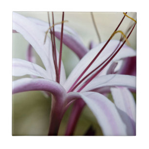 Sanfte rosa Lilienblüten Botanische Foto Kunst Fliese