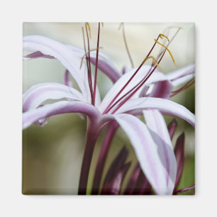 Sanfte rosa Lilienblüten Botanische Foto Kunst Magnet
