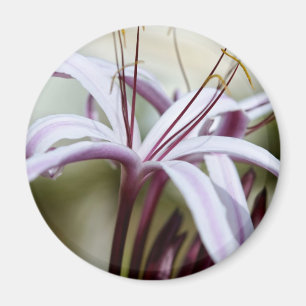 Sanfte rosa Lilienblüten Botanische Foto Kunst Magnet