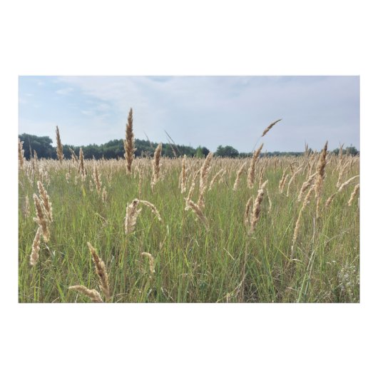 Sanfte Sommerwiese Fotodruck (Vorne)