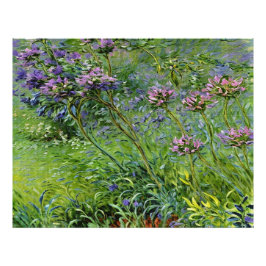 Sanfte und lebendige Darstellung der Agapanthus-Bl Fotodruck