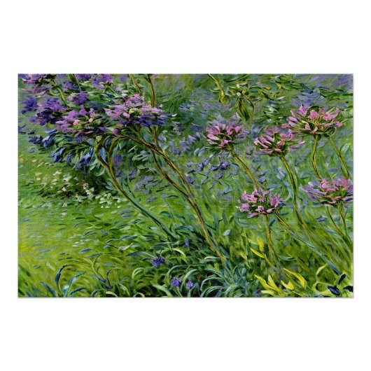 Sanfte und lebendige Darstellung der Agapanthus-Bl Poster (Vorderseite)