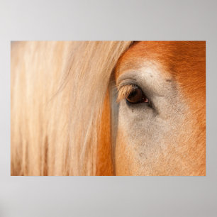Sanfter Blick - Auge eines Zugpferdes Poster