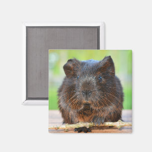 Sanftes, goldenes Agouti-Guinea-Schwein mit Stick Magnet