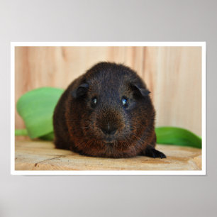 Sanftes, goldenes Agouti-Guinea-Schwein Poster