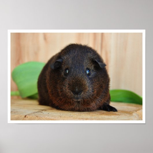 Sanftes, goldenes Agouti-Guinea-Schwein Poster (Vorne)