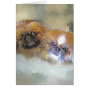 Sanftes Pekingese-Duo