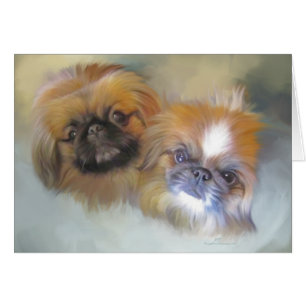 Sanftes Pekingeser Duo
