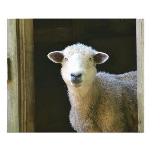 Sanftes Schaf Fotodruck