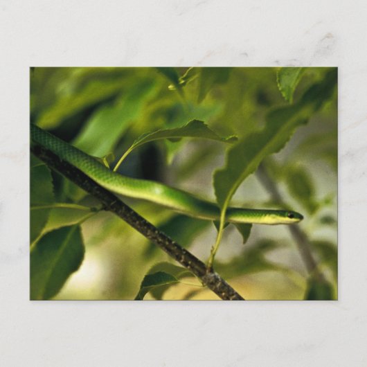 Sanftgrüne Schlange Postkarte (Vorderseite)