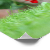 Sanfthaarige Miniatur-Dackel 1 Poster (Ecke)