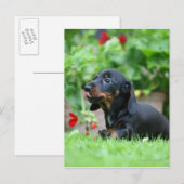 Sanfthaarige Miniatur-Dackel 1 Postkarte (Vorne/Hinten)