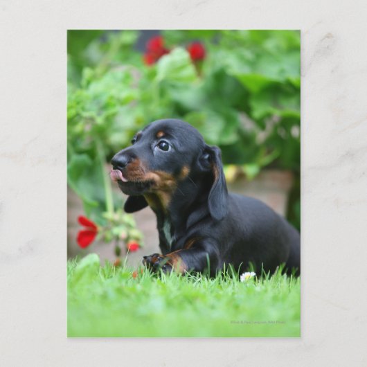 Sanfthaarige Miniatur-Dackel 1 Postkarte (Vorderseite)