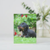 Sanfthaarige Miniatur-Dackel 1 Postkarte (Stehend Vorderseite)