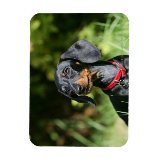 Sanfthaarige Miniatur-Dackel 3 Magnet (Vertikal)