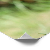 Sanfthaarige Miniatur-Dackel 3 Poster (Ecke)