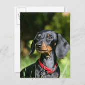 Sanfthaarige Miniatur-Dackel 3 Postkarte (Vorne/Hinten)