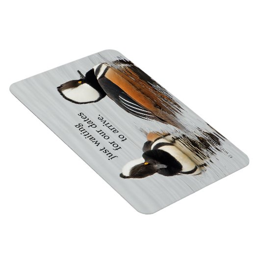 Sänger beim Making: Verborgene Merganser Magnet (Rechte Seite)