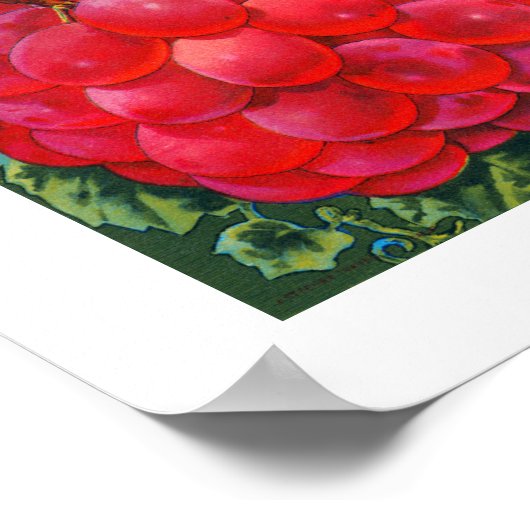 Sanguinetti-Traubenschild Poster (Ecke)