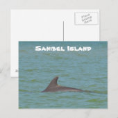 Sanibel Dolphin Postkarte (Vorne/Hinten)