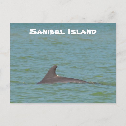 Sanibel Dolphin Postkarte (Vorderseite)