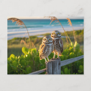 Sanibel Island Florida ein paar aufkeimende Eule Postkarte