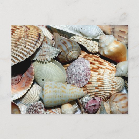 Sanibel Island Florida Muscheln Postkarte (Vorderseite)