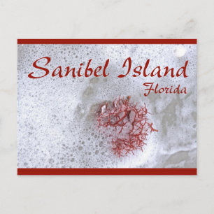 Sanibel Island Red Seaweed Postcard Postkarte