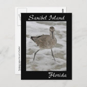 Sanibel Island Sandpiper Postcard Postkarte (Vorne/Hinten)