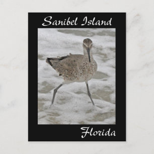Sanibel Island Sandpiper Postcard Postkarte