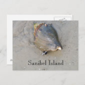 Sanibel Muschel Postkarte (Vorne/Hinten)