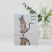 Sanibel Reddish Egret Postcard Postkarte (Stehend Vorderseite)