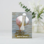 Sanibel Roseate Spoonbill Postcard Postkarte (Stehend Vorderseite)