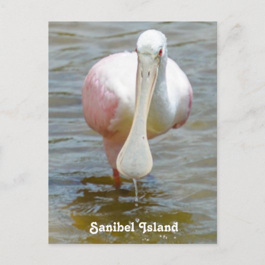 Sanibel Roseate Spoonbill Postcard Postkarte (Vorderseite)