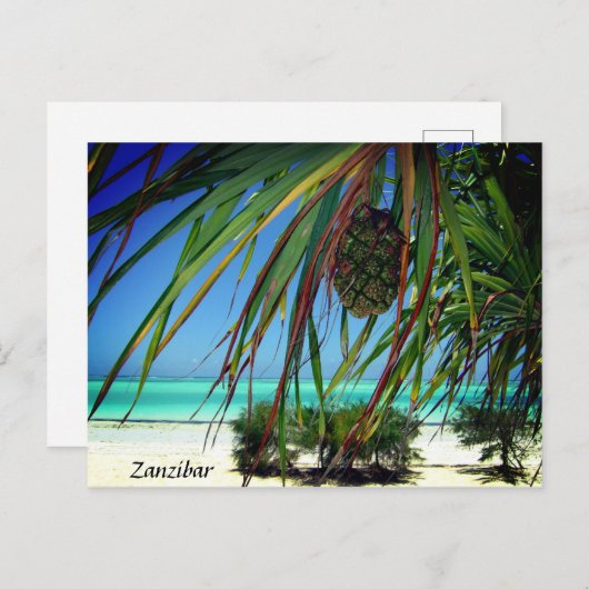 Sansibar Beach Palm Trees , Africa Postcard Postkarte (Vorne/Hinten)